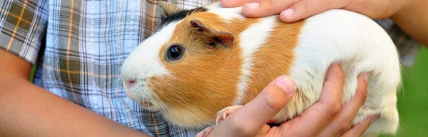 can guinea pigs live with cats and dogs