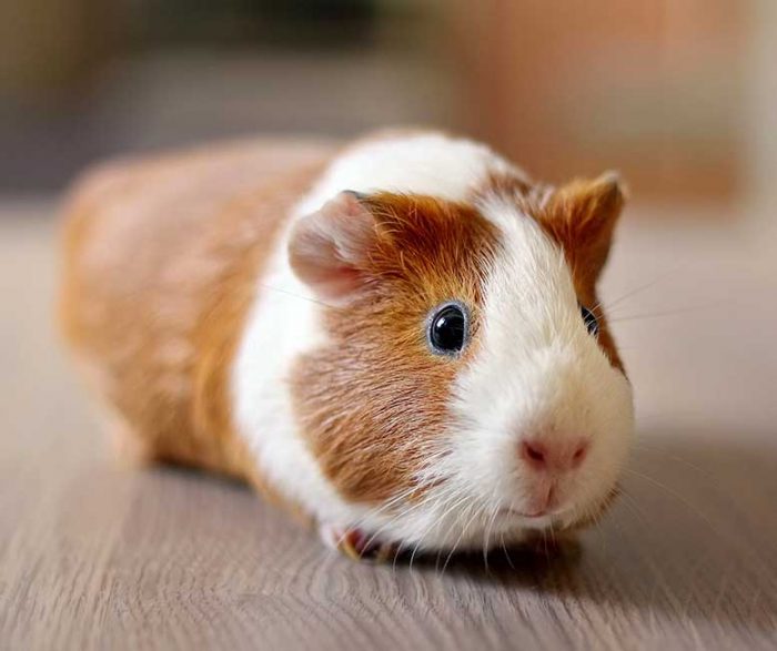 all about guinea pigs care