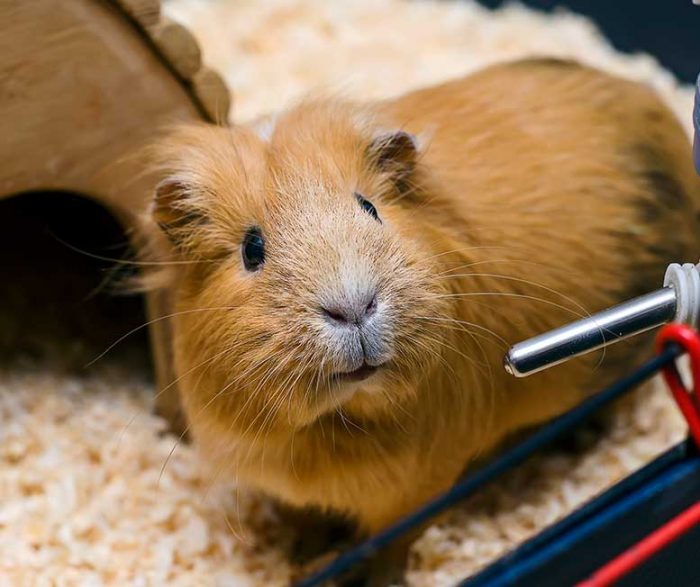 how to keep a guinea pig healthy