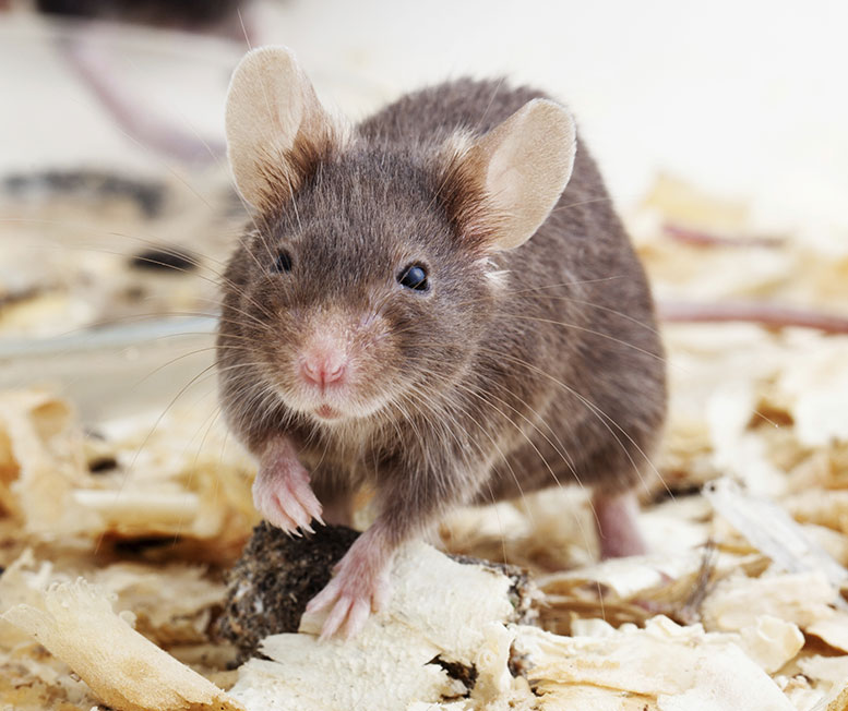 How to: Care for Your Pet Mouse | RSPCA NSW - RSPCA NSW