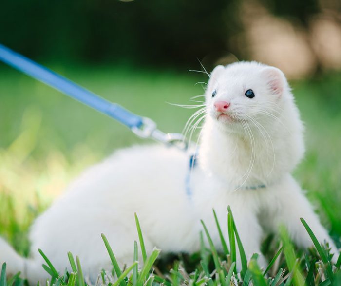 How to Care for Your Ferret | RSPCA NSW