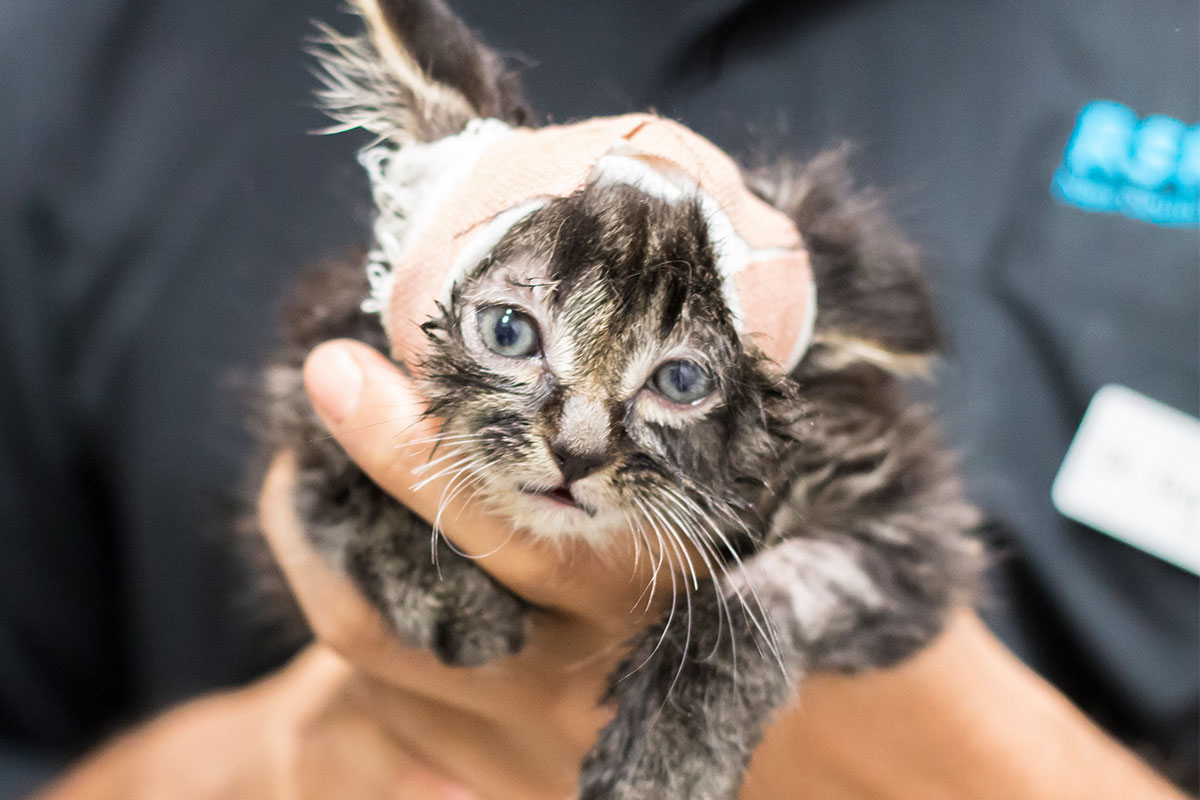 rspca rescue cats and kittens