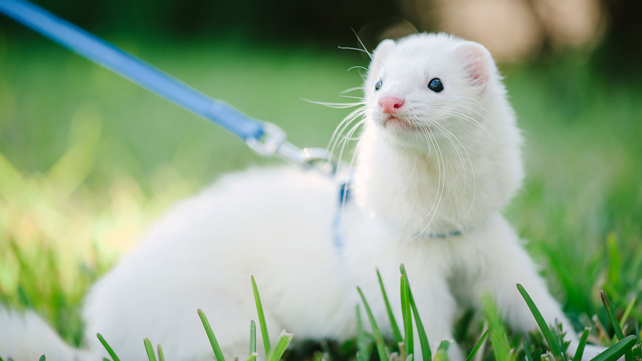 How to Care for Your Ferret | RSPCA NSW