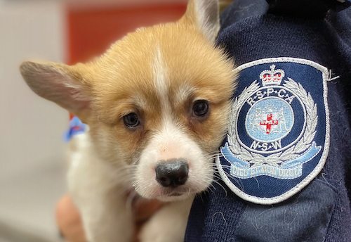 Join the RSPCA Rescue Team | RSPCA NSW - RSPCA NSW