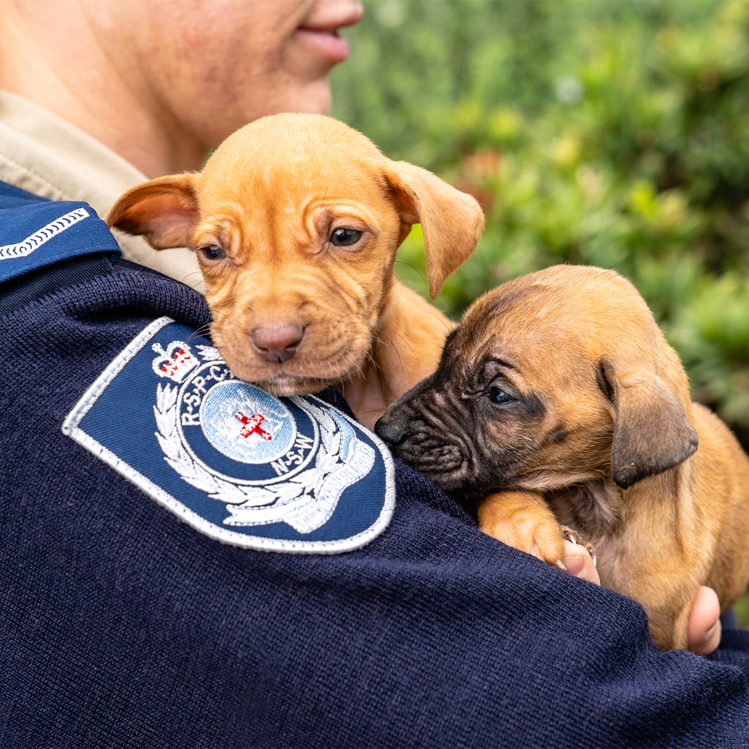 RSPCA NSW Image