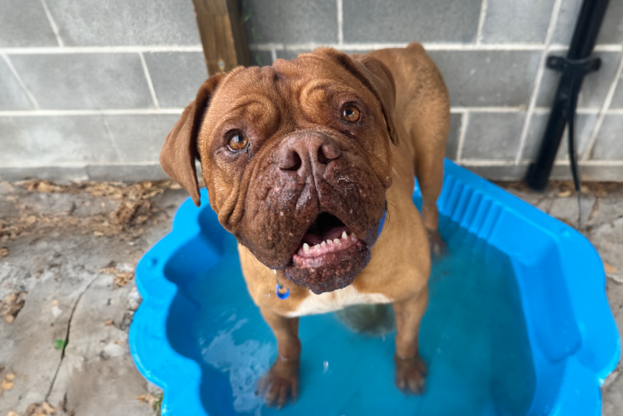 With summer officially on our doorstep and temperatures expected to soar this weekend, RSPCA NSW is urging pet owners to take the necessary steps to keep their companions as cool and comfortable as possible.