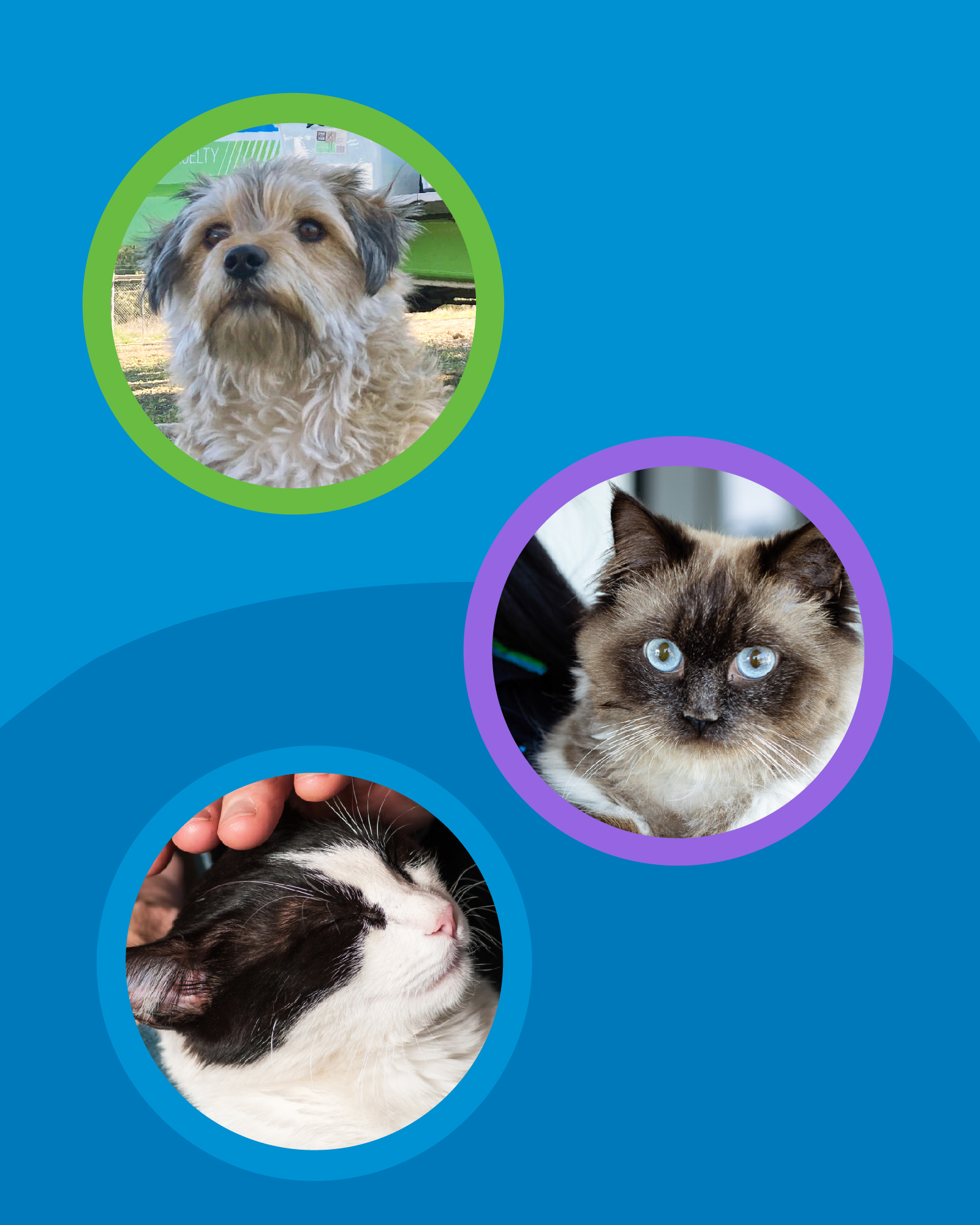 RSPCA NSW The Passion Project Design Concepts v4.3