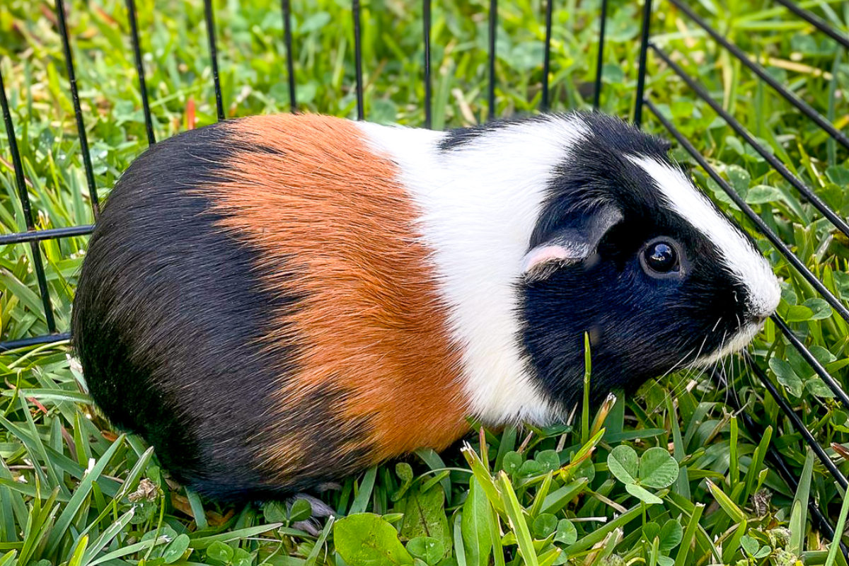 Guinea PIg Promo Pic 1