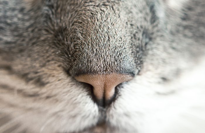 Nose Work Enrichment for Cats: A Fun Way to Engage Your Feline Friend!