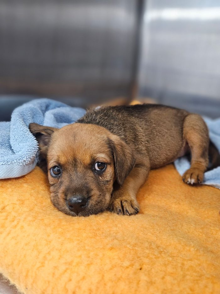 Shelter Update – 19 Puppies Rescued and Brought into Care at RSPCA NSW Hunter Shelter