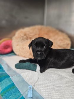 RSPCANSW PuppiesFoster2