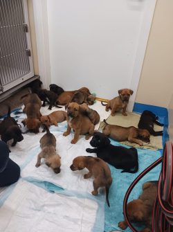 RSPCANSW PuppiesFoster3