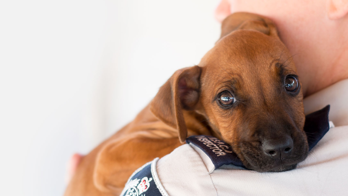 RSPCA NSW supports legislative intent of the new Puppy Farm Bill, but urges amendments for stronger breeding protections in NSW