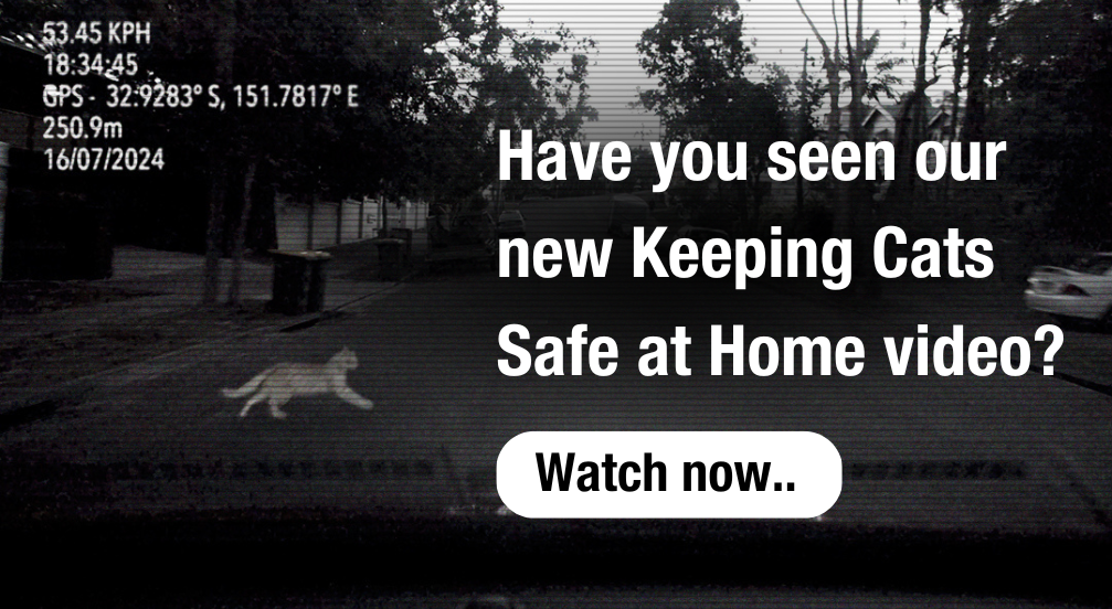 Have you seen our new keeping cats safe at home page 3