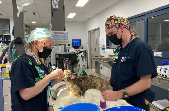 Celebrating Success: 382 Cats Desexed and a Brighter Future for Felines in Parramatta