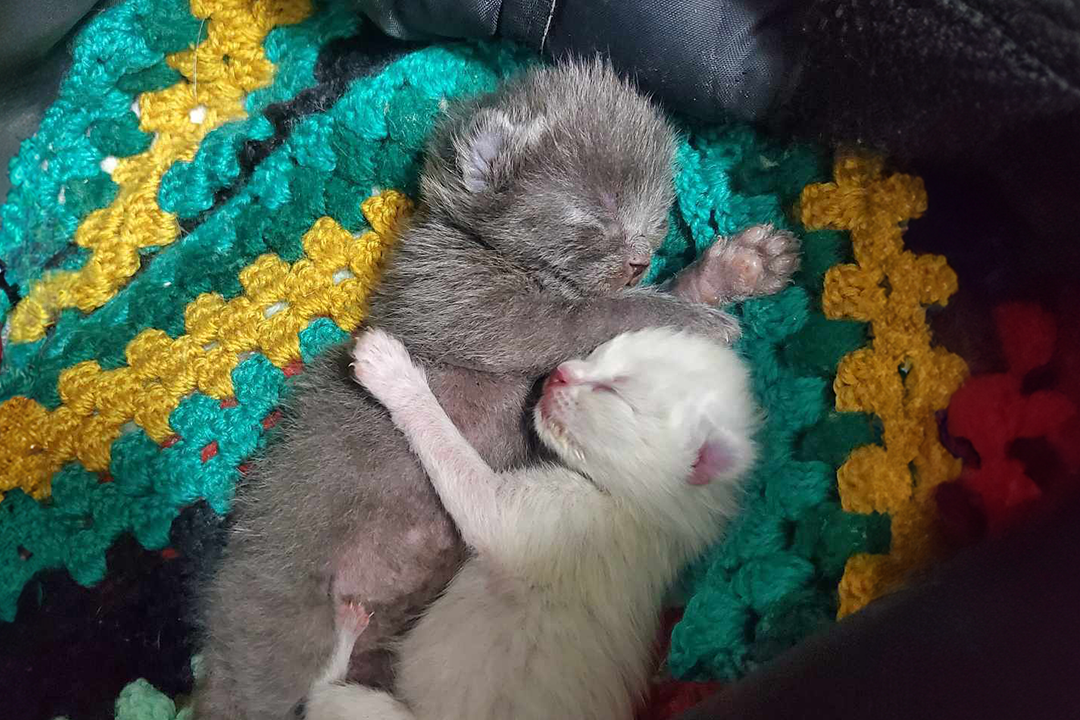 Guinea pig carers