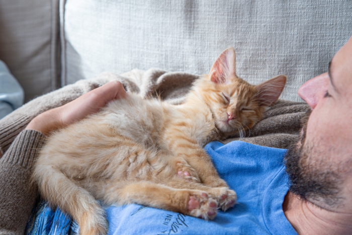 The Importance of social and environmental learning: How to Raise a Well-Adjusted Kitten