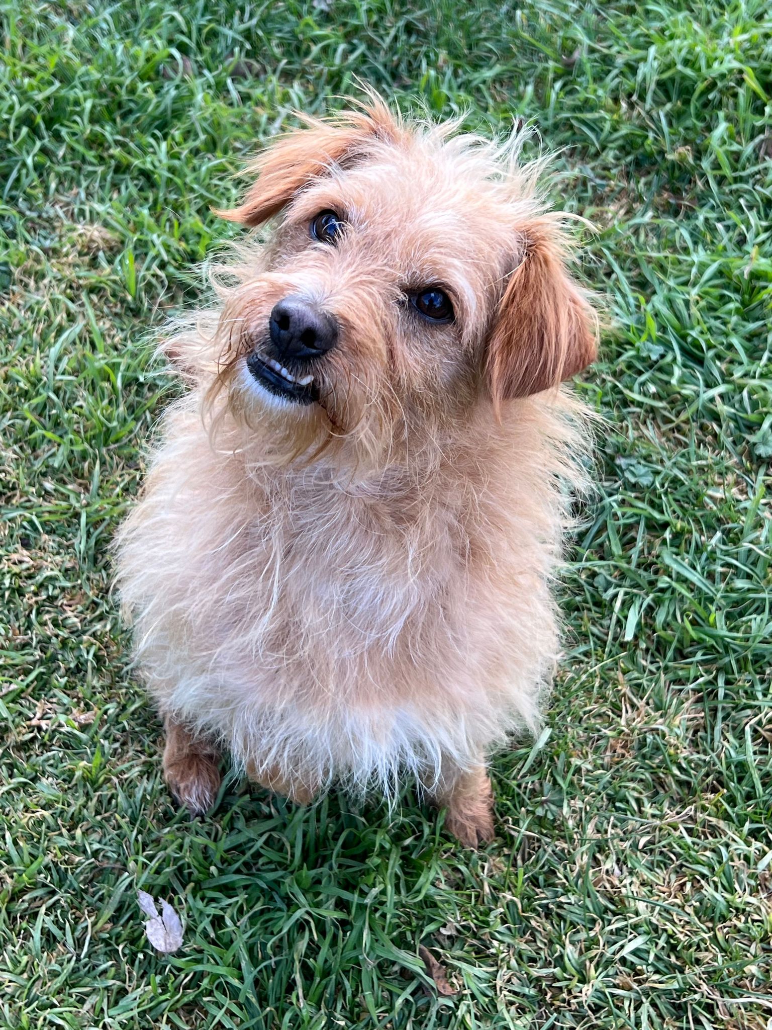 Meet Simba - RSPCA NSW