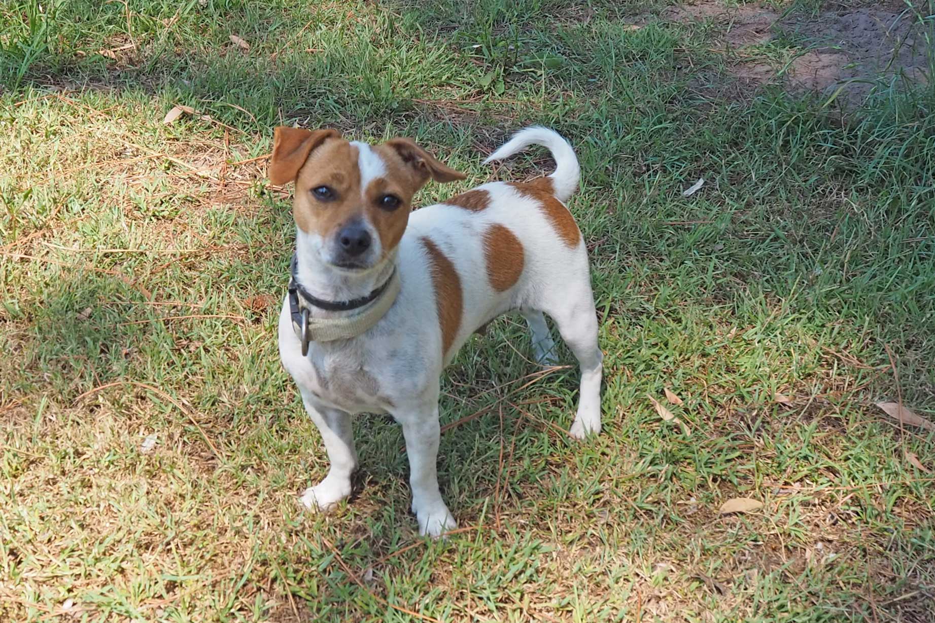 Meet Juney - RSPCA NSW