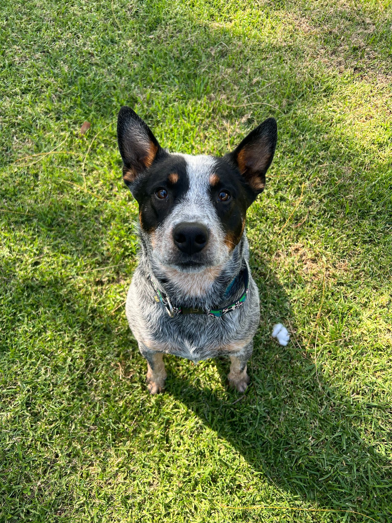 Blue cattle cross shops kelpie