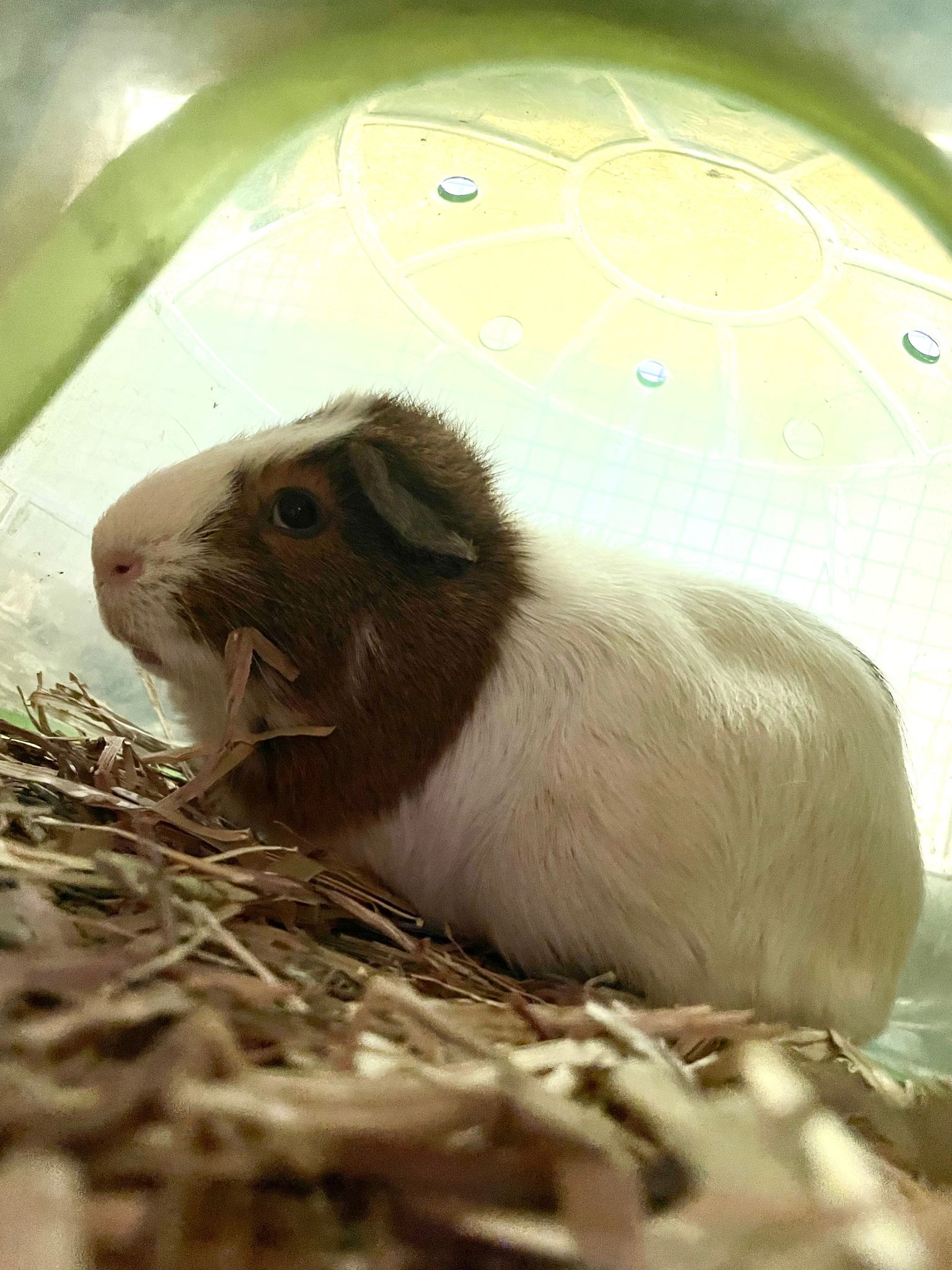 Guinea pig hot sale adoption rspca