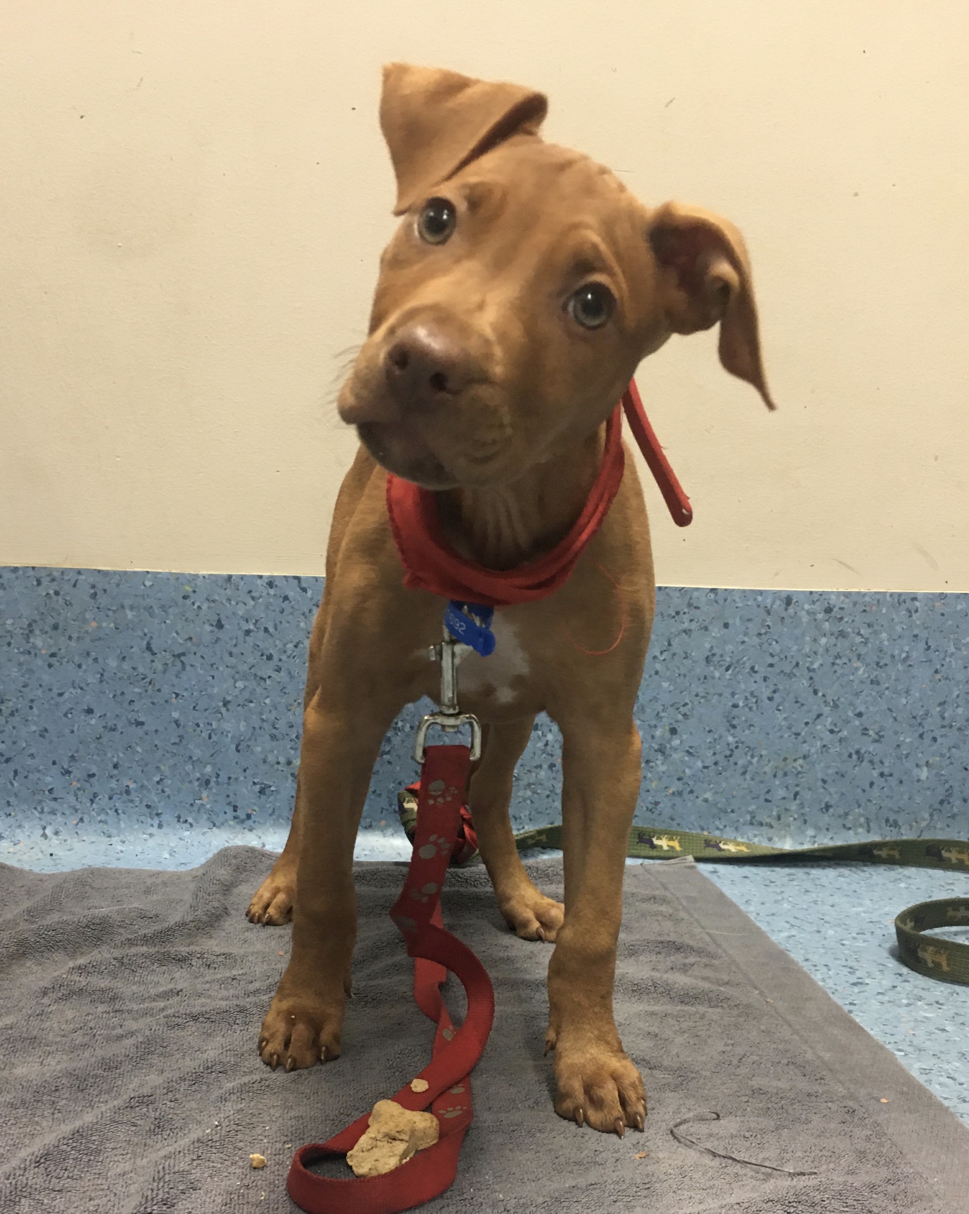 Rspca hotsell crate training