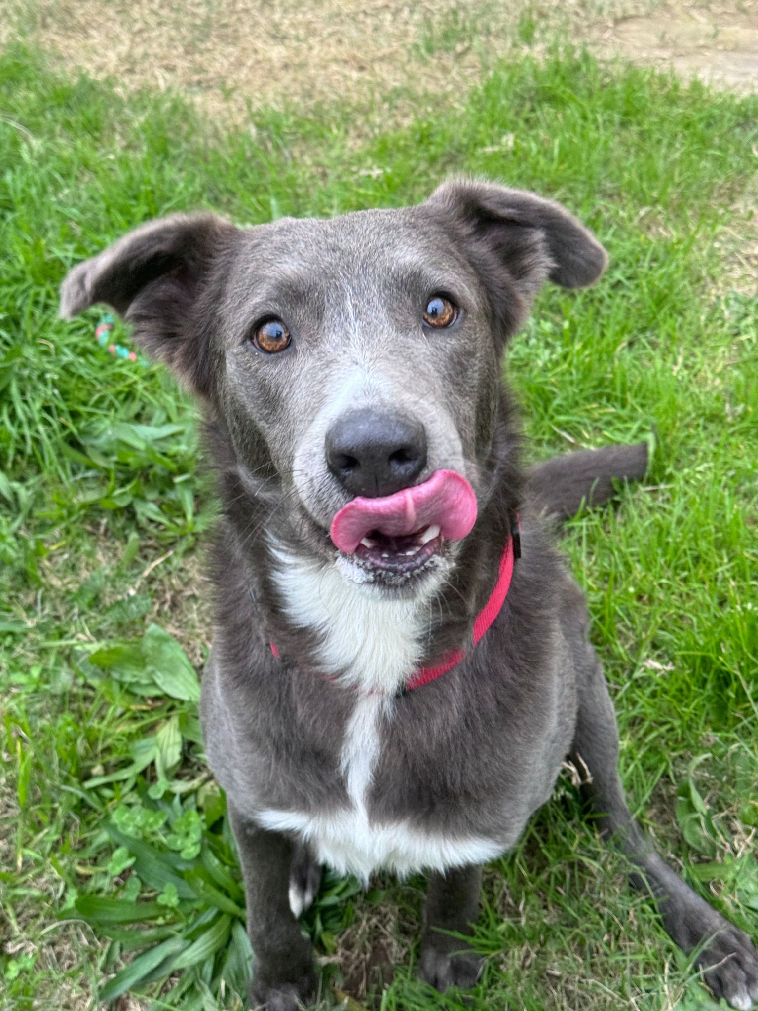 Meet Smokie - RSPCA NSW