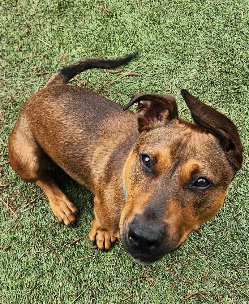 Sausage dog x store staffy