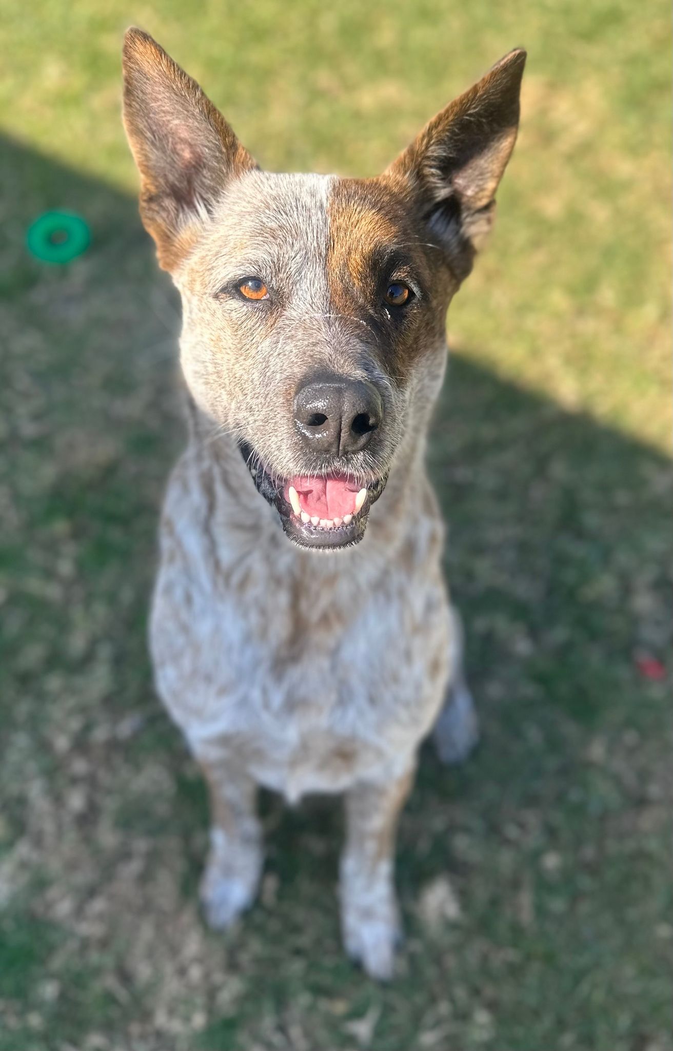 Page 553150 | RSPCA NSW - RSPCA NSW