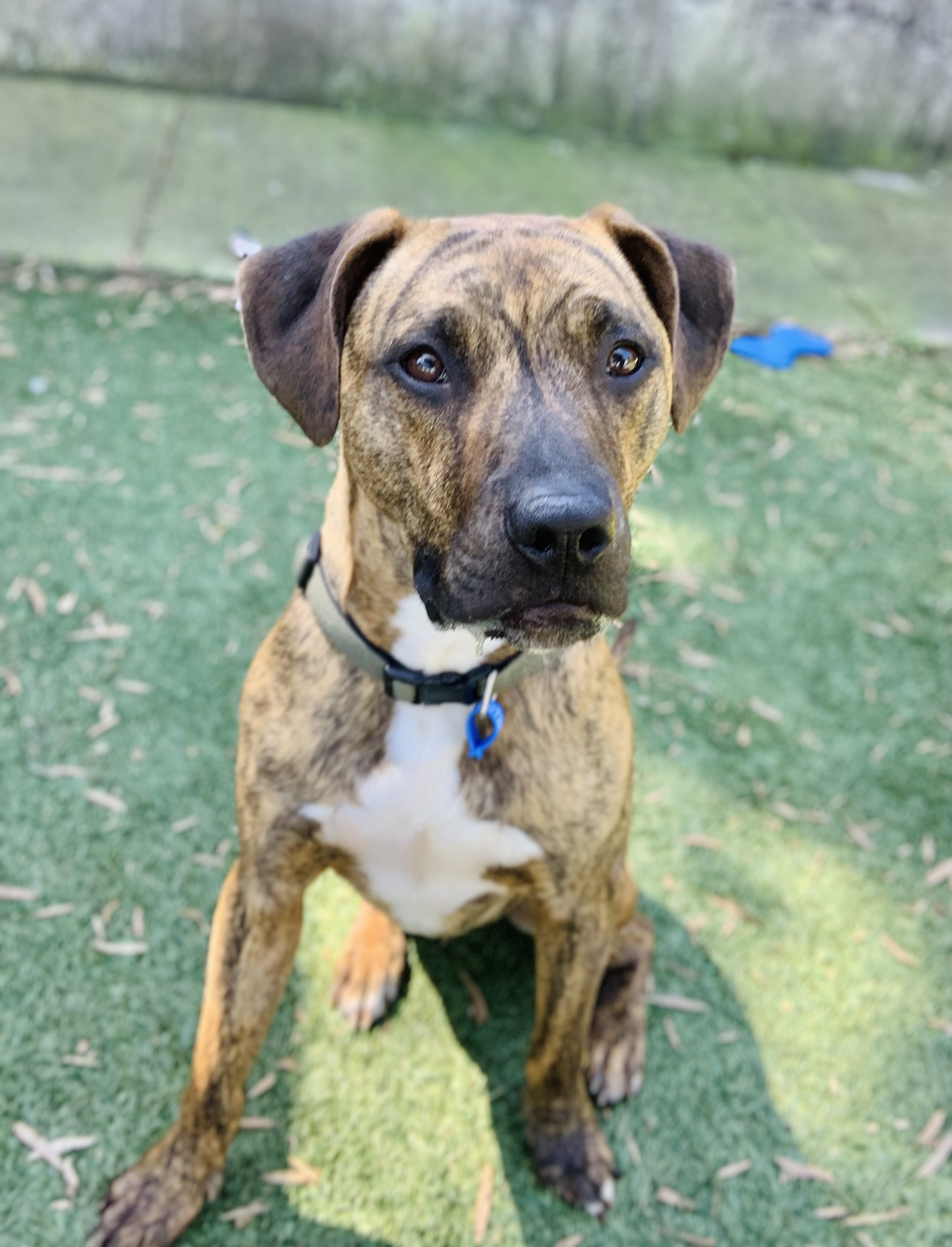 Meet Dusty - RSPCA NSW