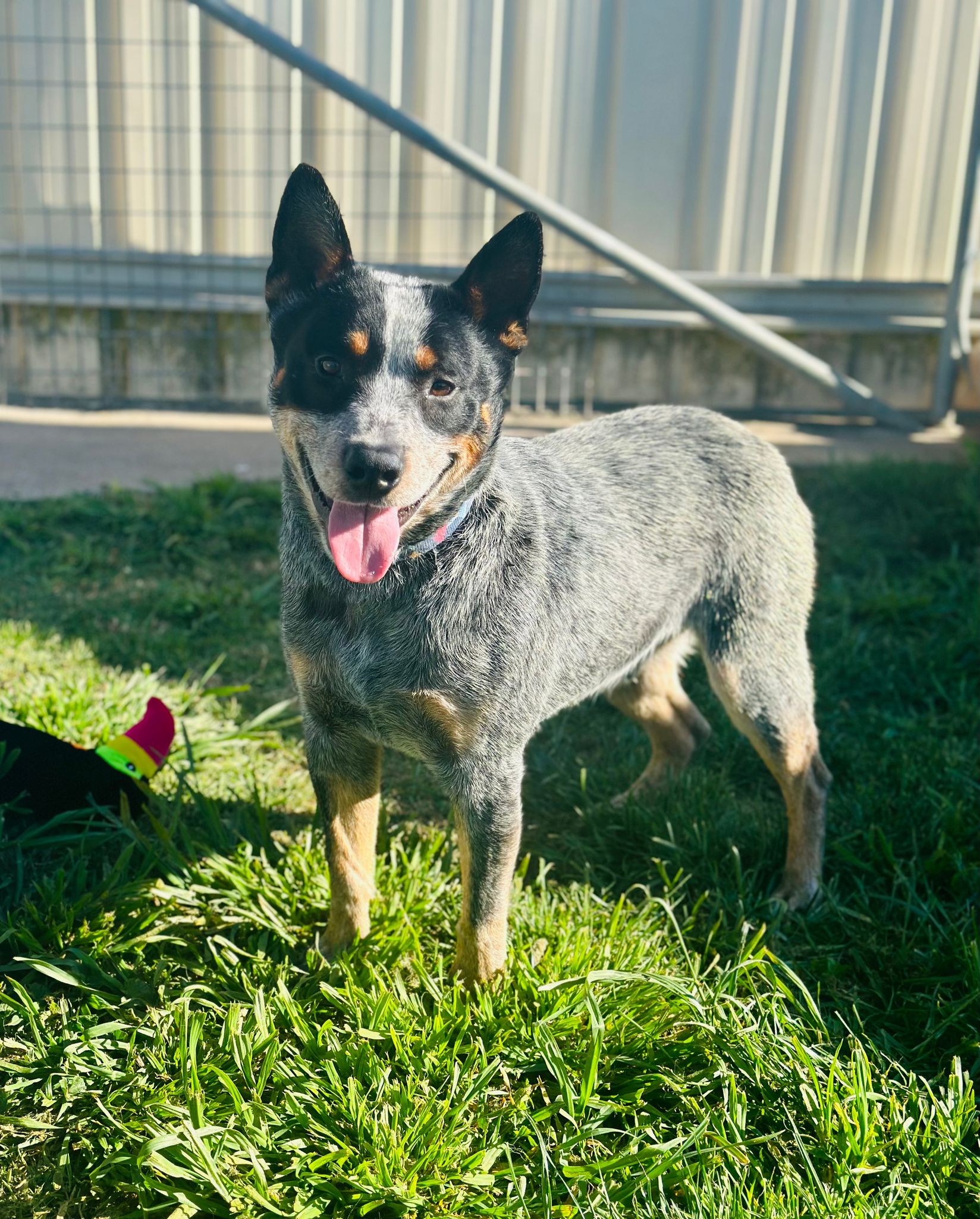 Blue heeler shops rescue