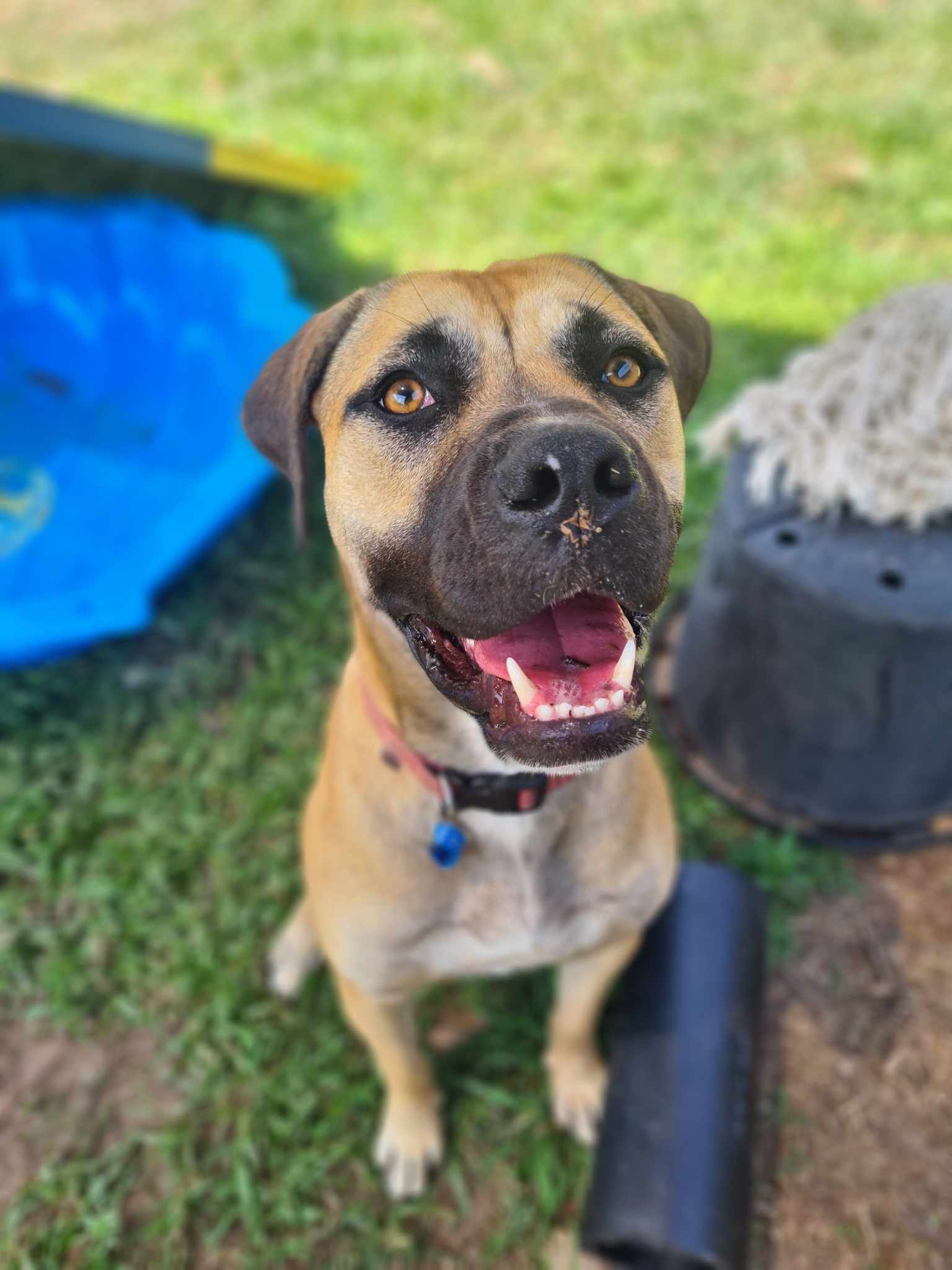 Meet Sophie - RSPCA NSW