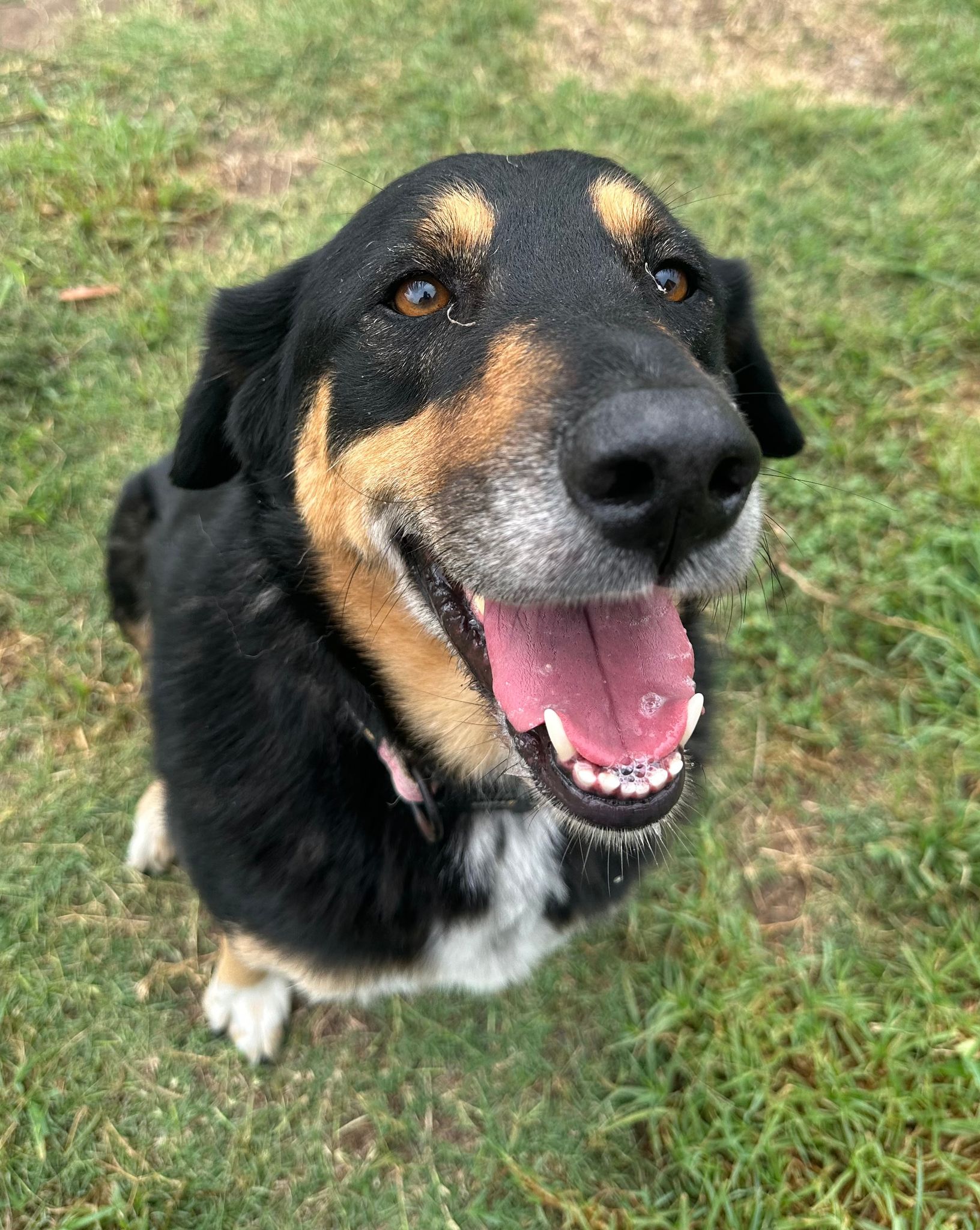 Meet Tammy - RSPCA NSW