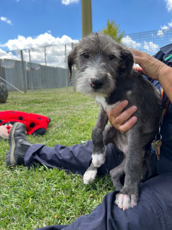 Retailer wolfhound cross breeds