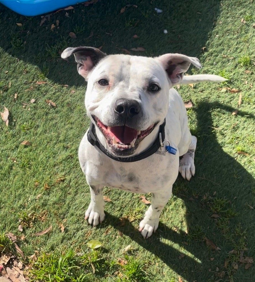 Rspca hot sale staffy puppies