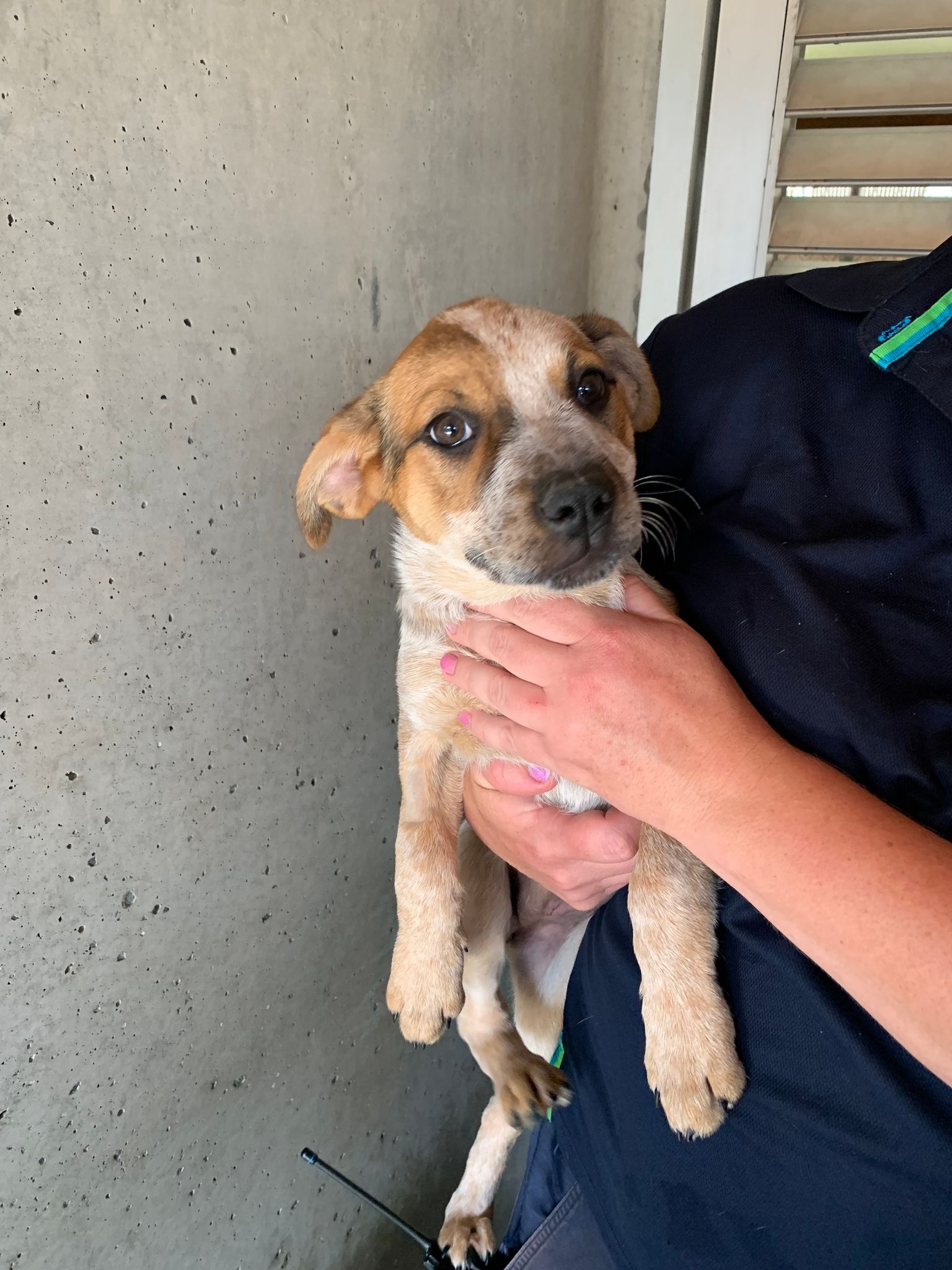 Puppy 2024 school rspca