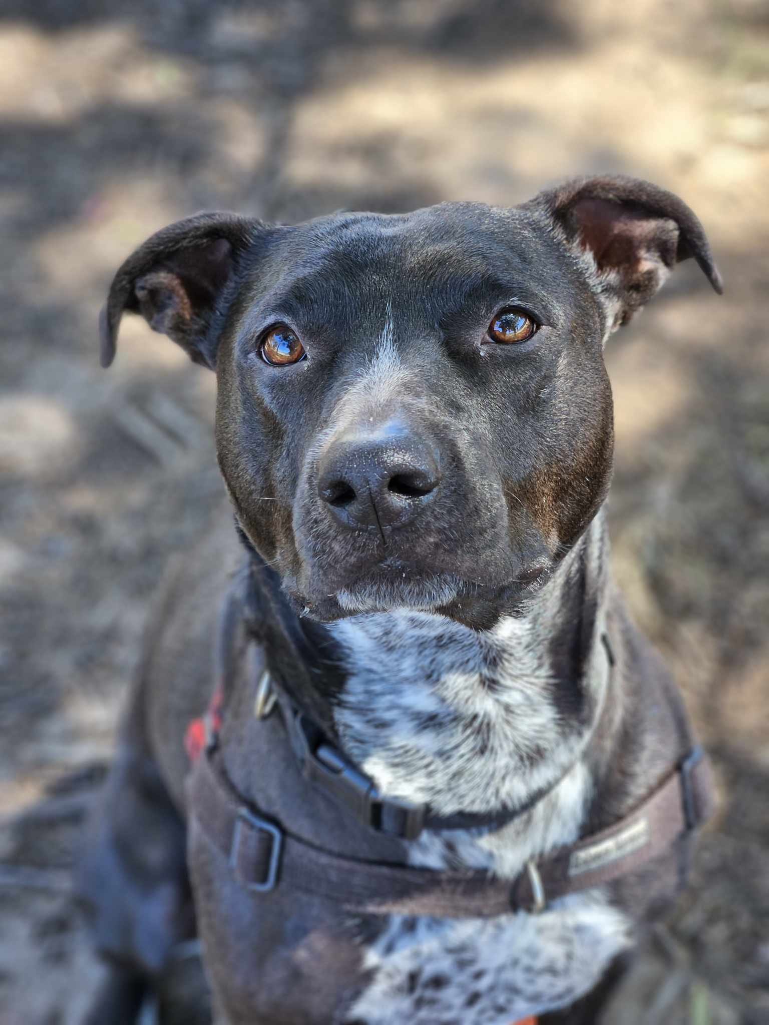 Meet Arya - RSPCA NSW