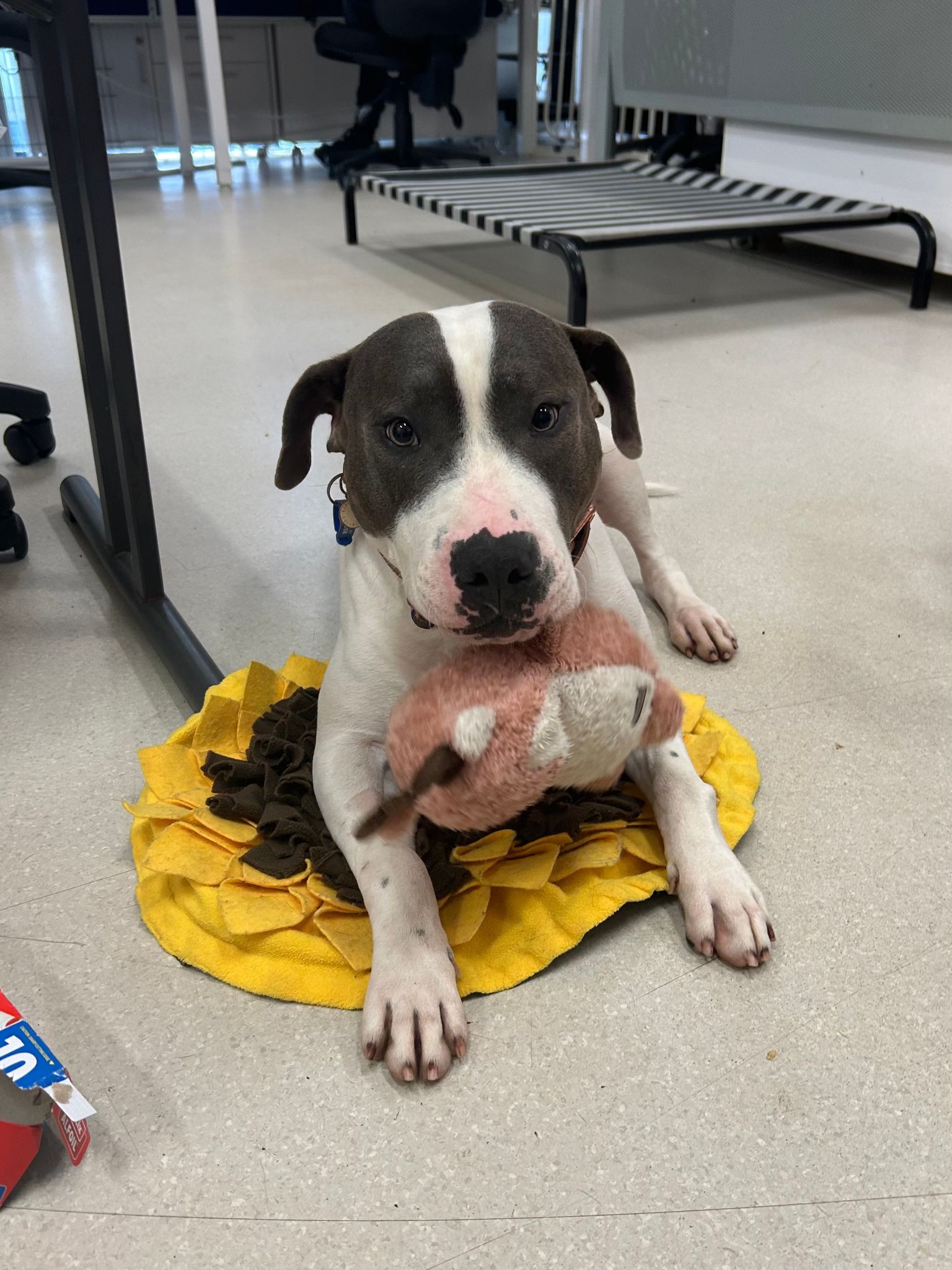 Meet Cookie RSPCA NSW