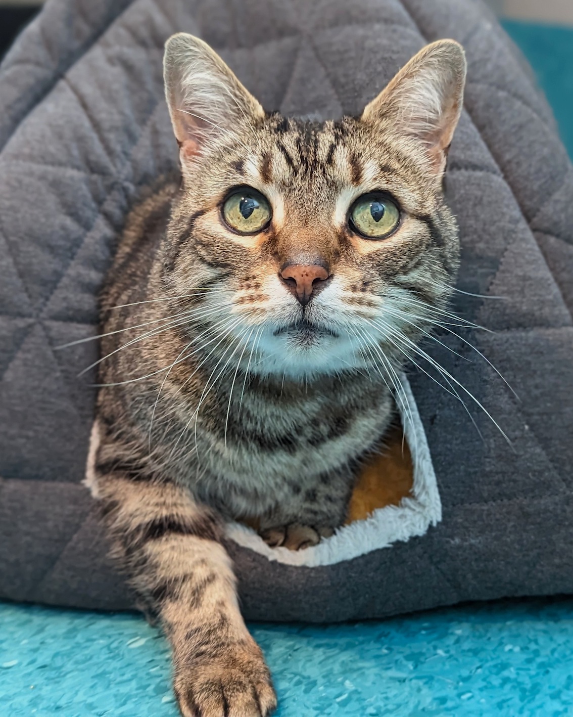 Rspca 2024 british shorthair