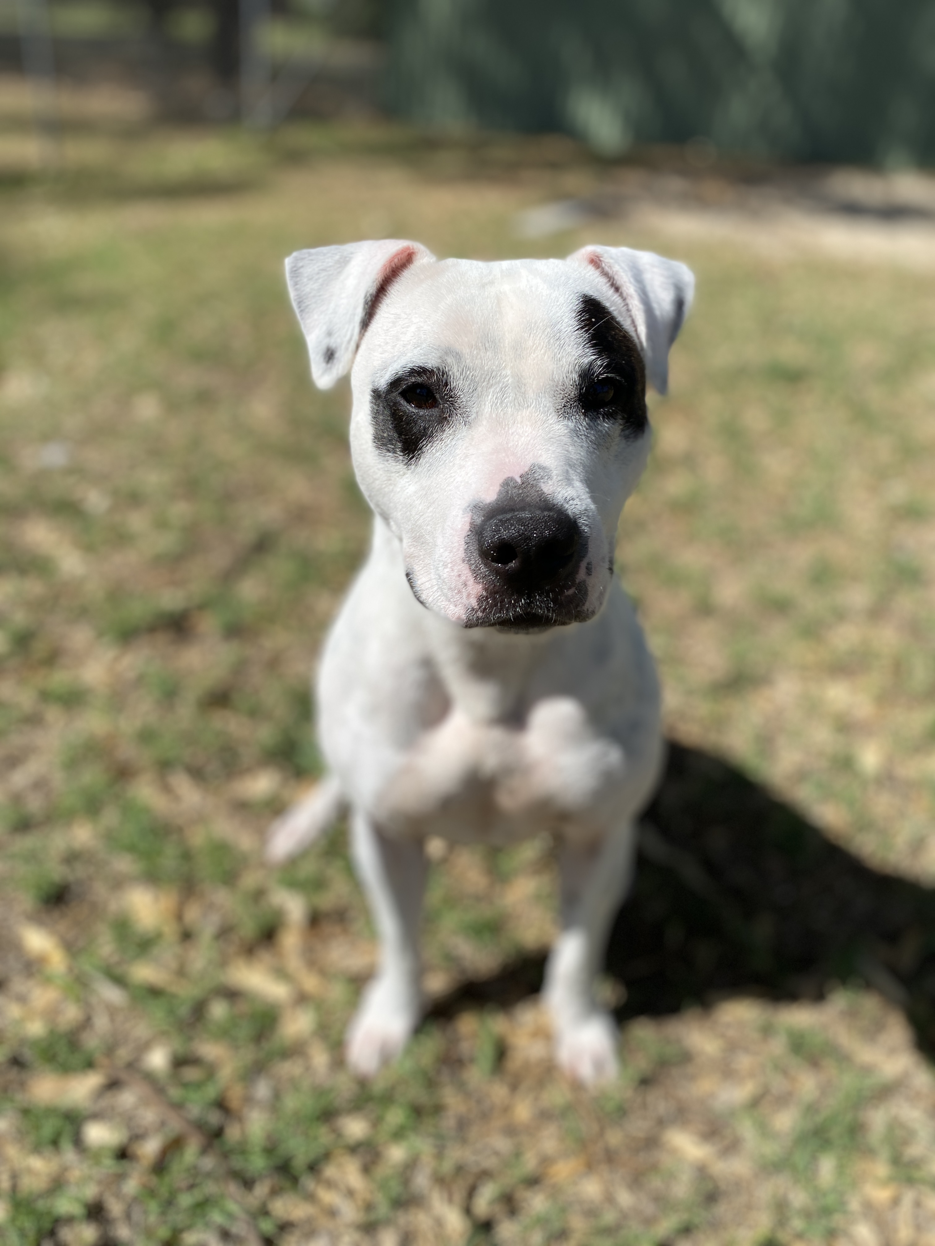 White staffy best sale with black spots