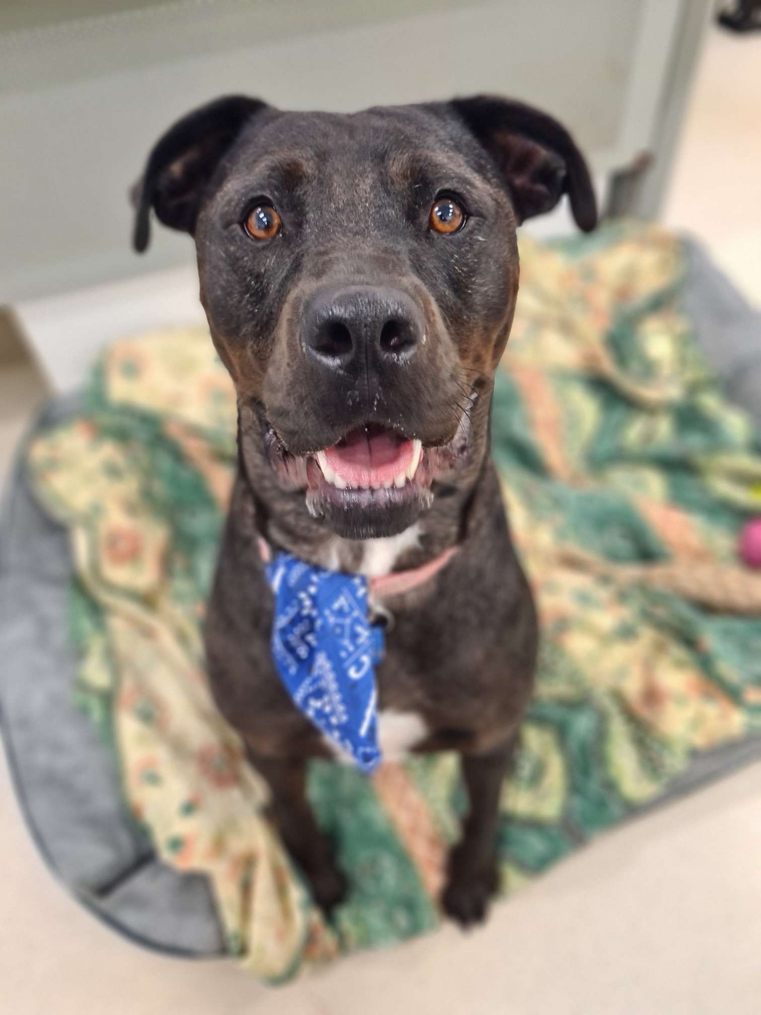 Meet Layla - RSPCA NSW