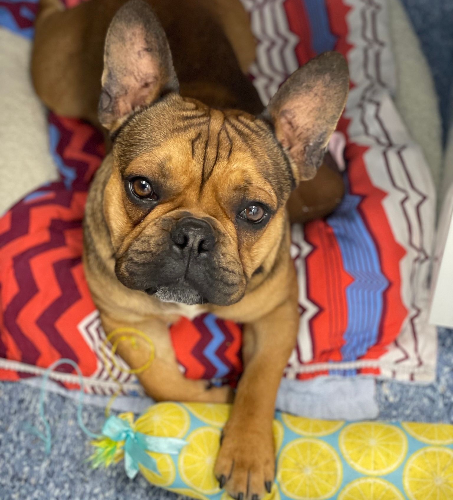 Rspca french sale bulldog