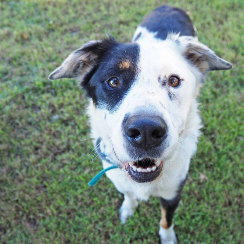 Meet Shotu - RSPCA NSW