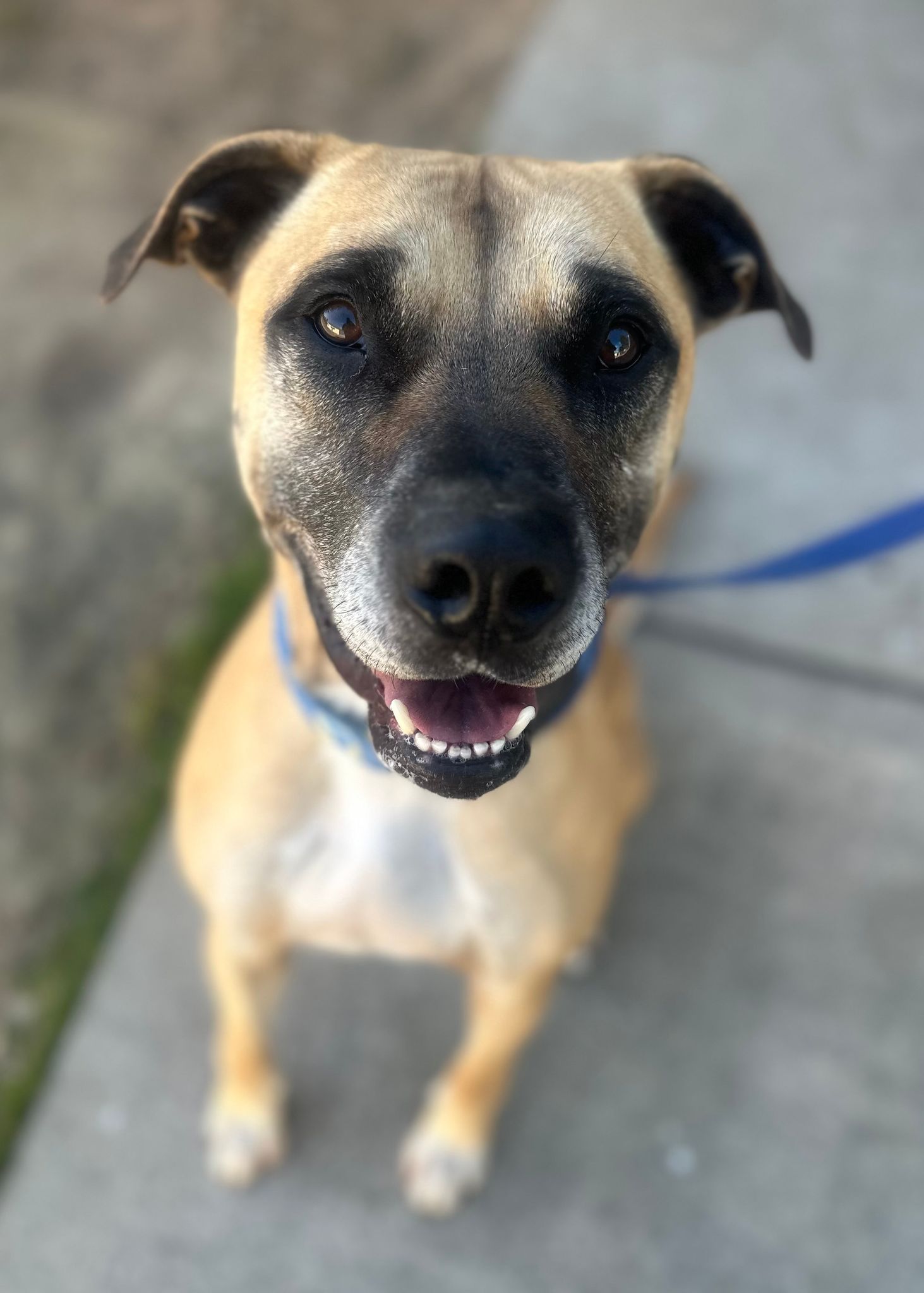 Meet Tyson - RSPCA NSW